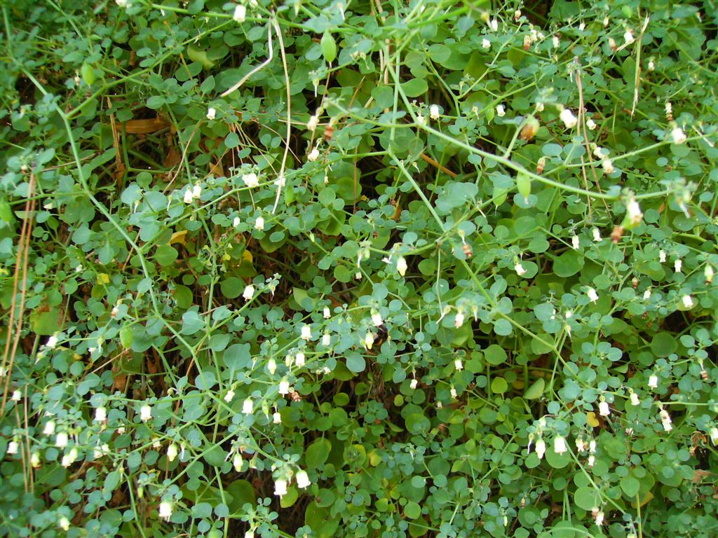 Salpichroa origanifolia / Salpicroa